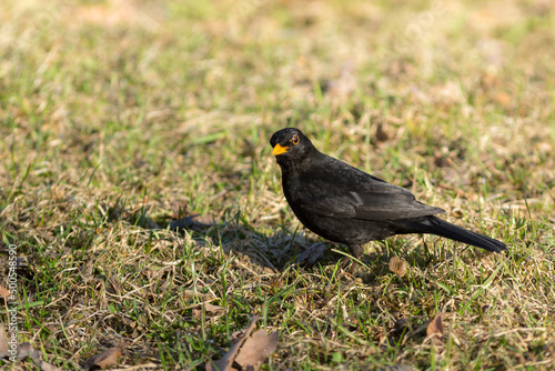 portrait of blackbird