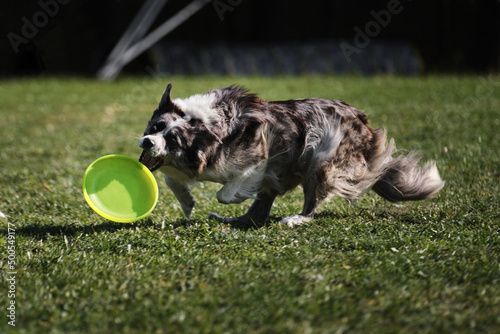 Dog frisbee. Competitions of dexterous dogs. Border collie of merle color runs quickly through green grass and tries to catch up with flying saucer. Pet wants to grab the disk with teeth.