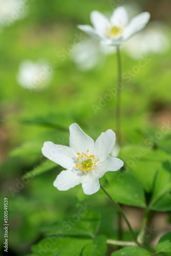 White windflower blossoms (Anemonoides nemorosa) in forest in spring.