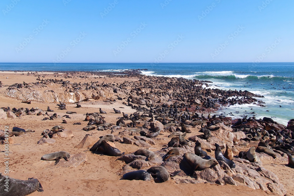 View of the seal reservation at Cape Cross, Namibia