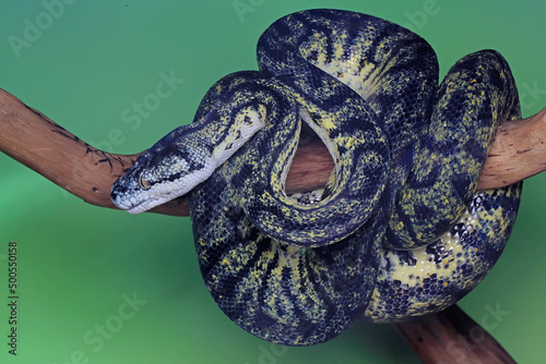 A carpet python snake is wrapping its body on a log. photo