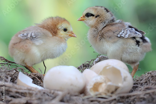 Two newly hatched chicks are in the nest. This animal has the scientific name Gallus gallus domesticus. © I Wayan Sumatika