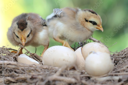 Two newly hatched chicks are in the nest. This animal has the scientific name Gallus gallus domesticus.