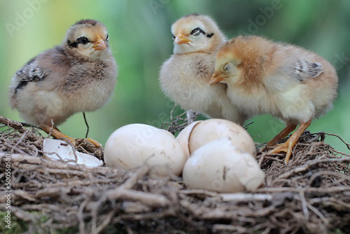 Three newly hatched chicks are in the nest. This animal has the scientific name Gallus gallus domesticus.
