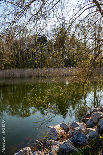 wild pond in spring