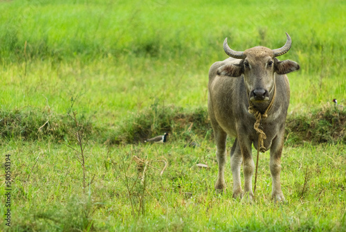 Fototapeta Naklejka Na Ścianę i Meble -  Domesticated water buffalo in fields