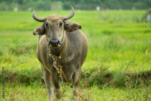 Domesticated water buffalo in fields