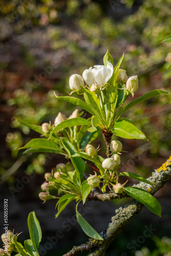 buds and flowers in spring