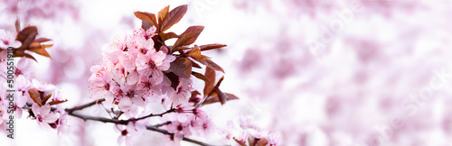 Fotobehang Spring background with fresh bright cherry blossoms