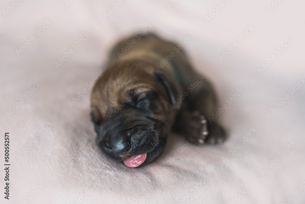 Newborn Rhodesian Ridgeback cute photography Newborn Rhodesian Ridgeback cute photography