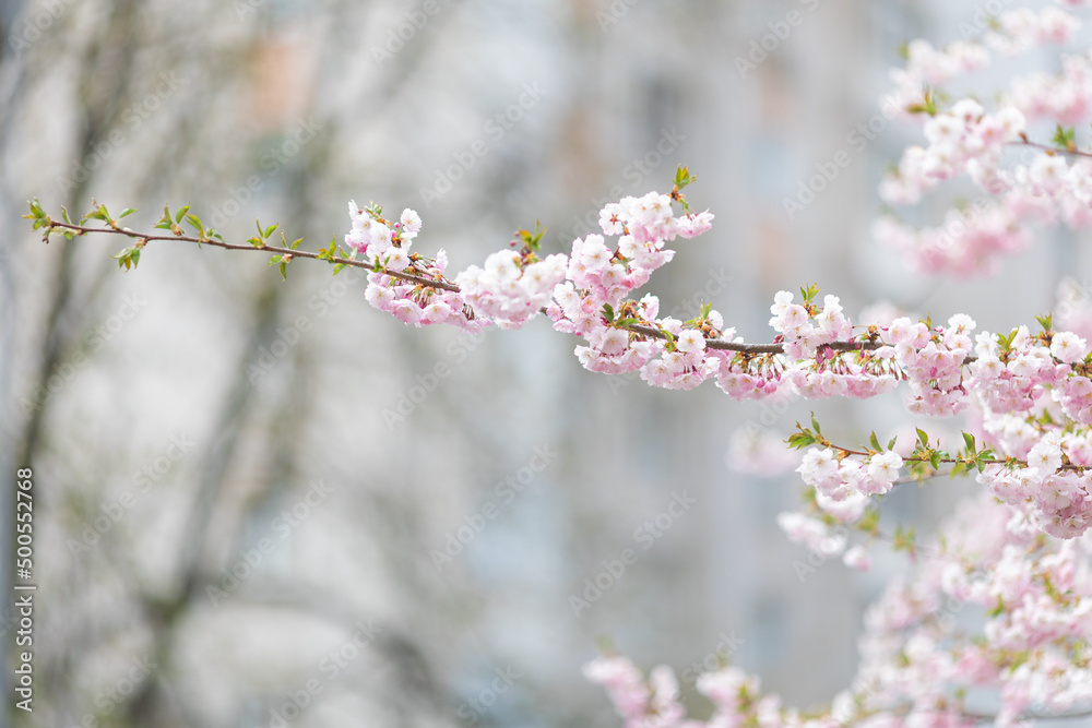 pink flowers on a tree. Sakura blossoms pink flowers on a tree. Sakura blossoms