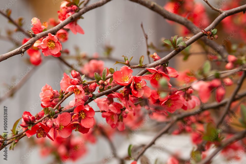 japanese quince chaenomeles japonica branches with beautiful flowers. japanese quince chaenomeles japonica branches with beautiful flowers.