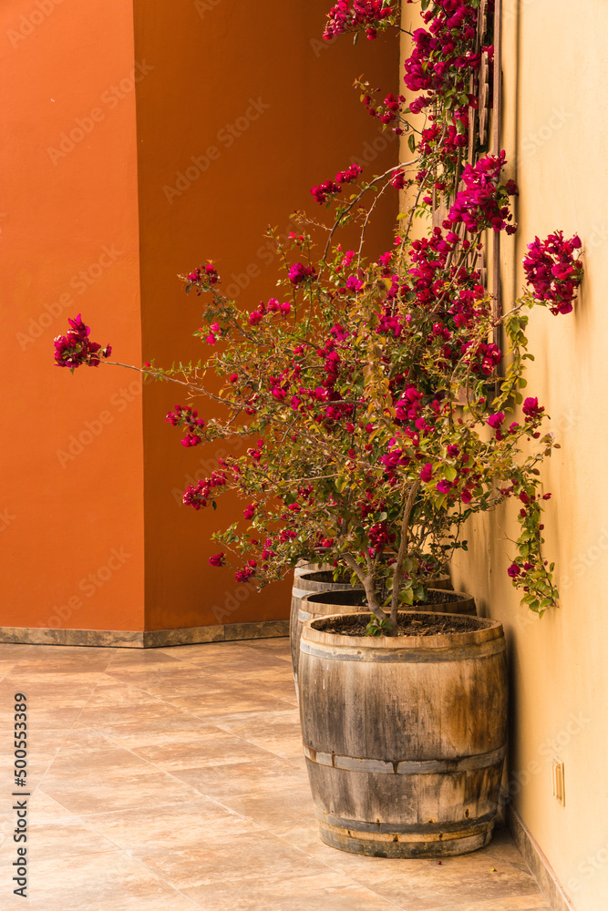 Bougainvillea plants in wooden barrels and colorful yellow and orange walls 