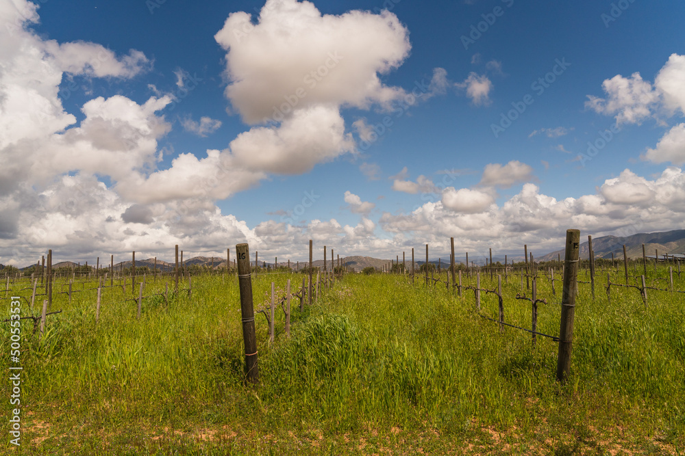 Vineyard field in wine region in Mexico