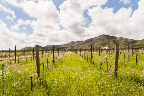 Fototapeta Naklejka Na Ścianę i Meble -  Vineyard field in wine region in Mexico