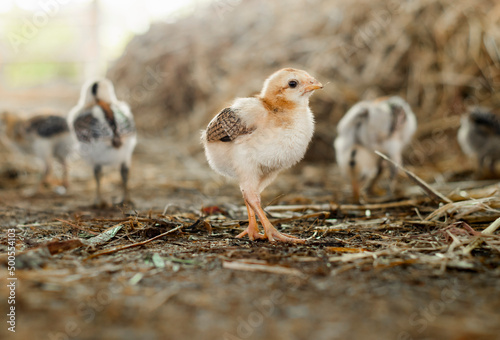 close up of the chicks feeding.