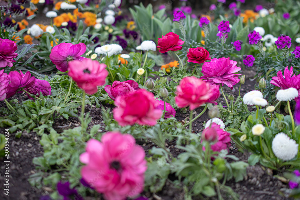 flowers in a flowerbed in the park