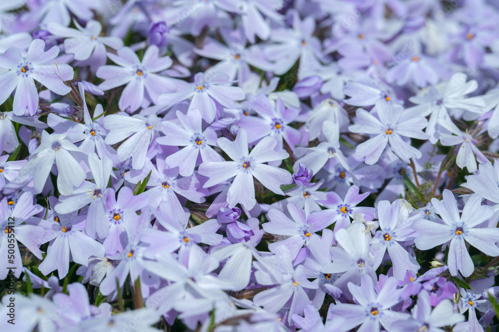 Foto de Flower carpet of a light purple cultivar of creeping phlox