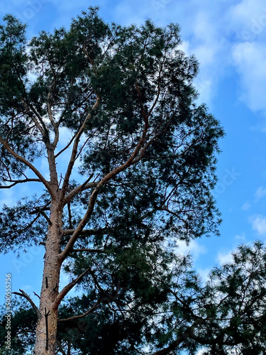 tree and sky