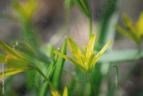 Goose onion yellow  Spring yellow flowers in the meadow