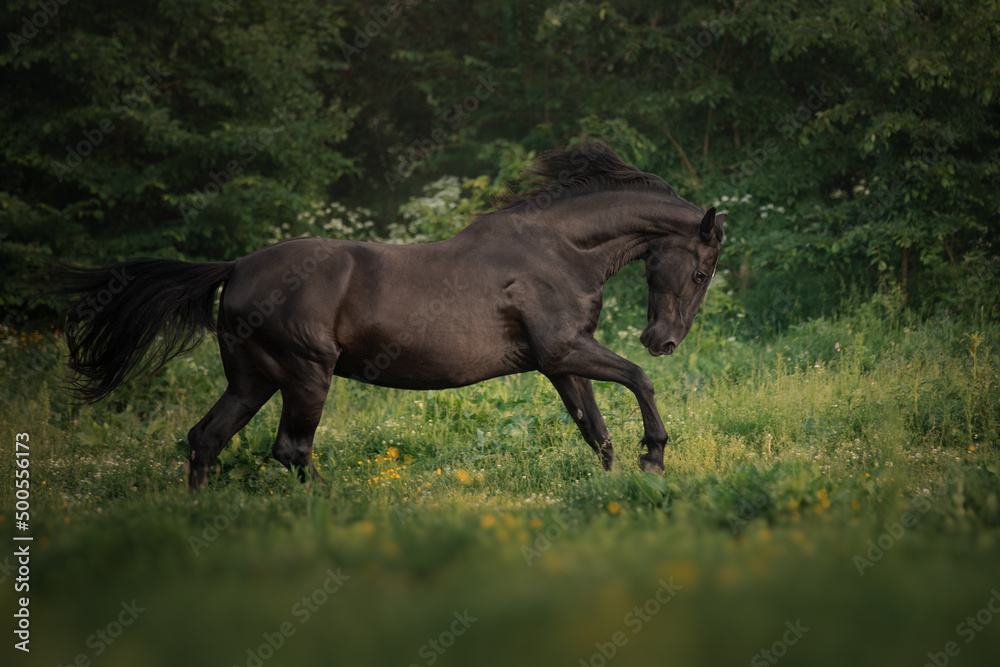 Fototapeta premium Black horse runs through the meadow