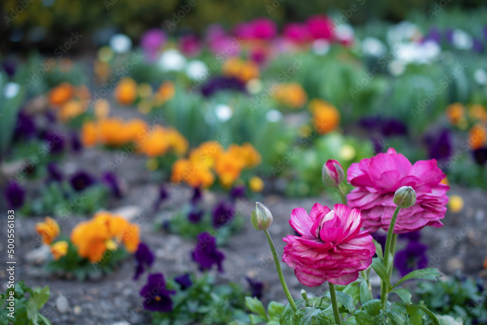 flowers in a flowerbed in the park
flowers in a flowerbed in the park