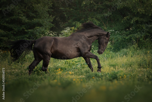 Black horse runs through the meadow