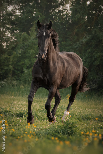 Obraz na płótnie Black horse runs through the meadow w salonie