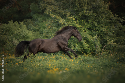 Black horse runs through the meadow