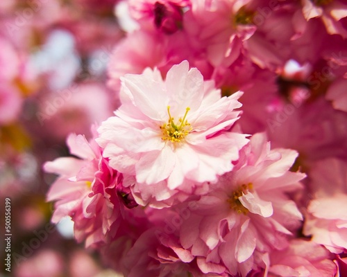pink sakura flower close-up on a sunny day © in_colors