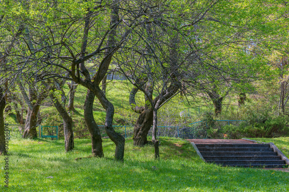 Obraz premium 皇子が丘公園の木々