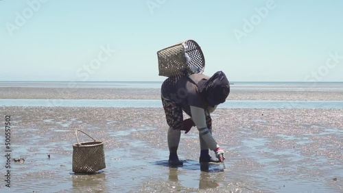 Seashell Finder Manually Using A Knife When The Talisay Beach Recedes photo