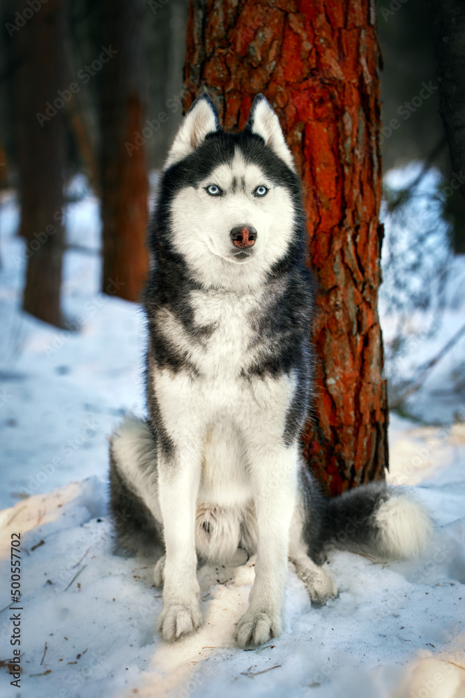 Beautiful siberian husky dog in the winter sunny forest