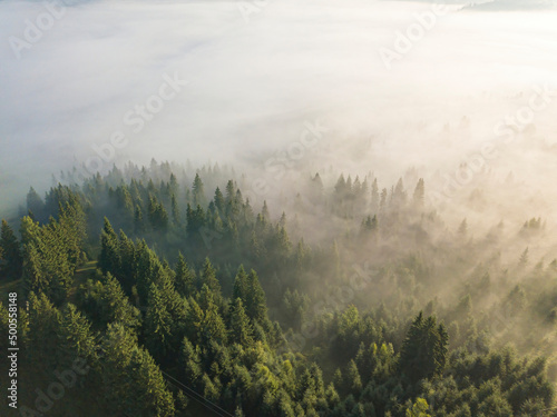 Fog envelops the mountain forest. The rays of the rising sun break through the fog. Aerial drone view. © Sergey