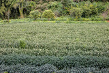 Photo of oolong tea farm