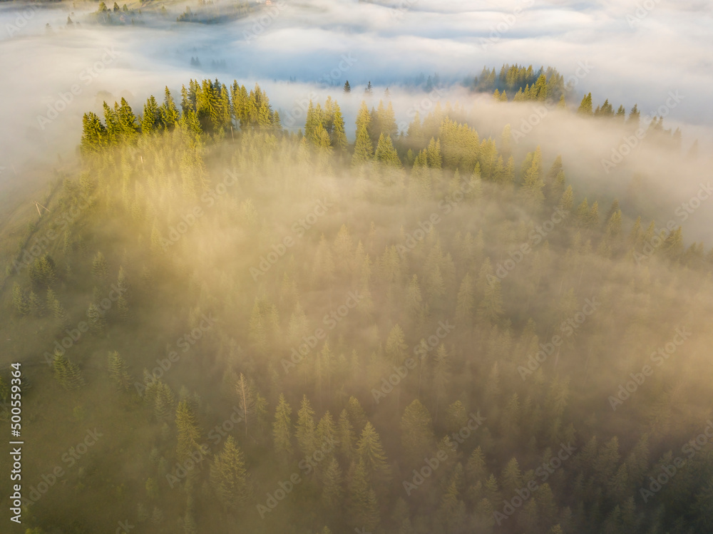 Fog envelops the mountain forest. The rays of the rising sun break through the fog. Aerial drone view.