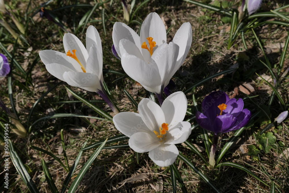 Spring is the season of flowering plants in Europe. Crocus spring. Warsaw (Poland) Spring is the season of flowering plants in Europe. Crocus spring. Warsaw (Poland)