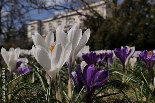 Spring is the season of flowering plants in Europe. Crocus spring. Warsaw (Poland) © Станислав Тибатин