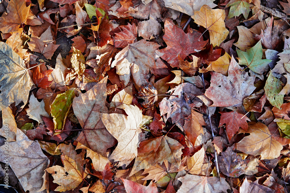 Autumn background. Dry brown leaves texture. Autumn background. Dry brown leaves texture.