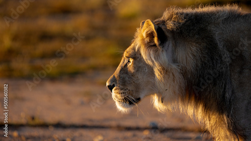 Young male lions in golden light