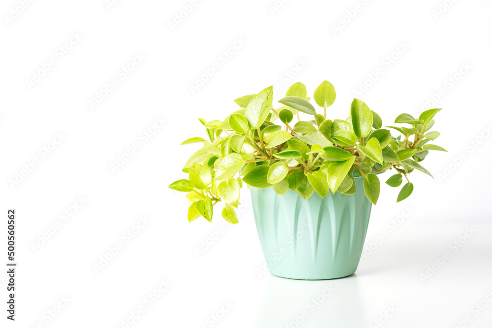 Green variegated plant Peperomia Pixie Lime on white background. Home plant  concept. Texture of flower leaves. Tropical plants Photos | Adobe Stock