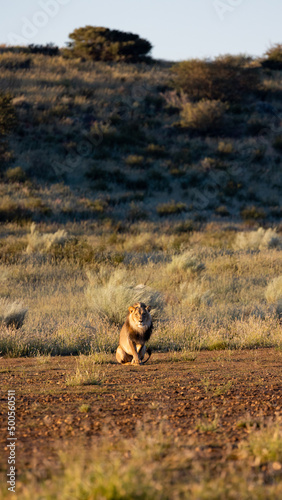 Male lion early morning in golden light