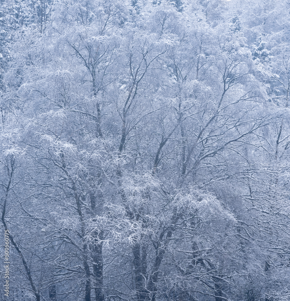 Stunning simple landscape image of snow covered trees during Winter snow fall on shores of Loch Lomond in Scotland Stunning simple landscape image of snow covered trees during Winter snow fall on shores of Loch Lomond in Scotland