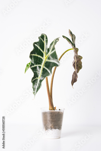 Green plant Alocasia Polly on white background. Home plant concept. Texture of flower leaves. Tropical plants photo