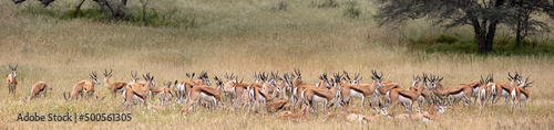 a large herd of springbok  photo