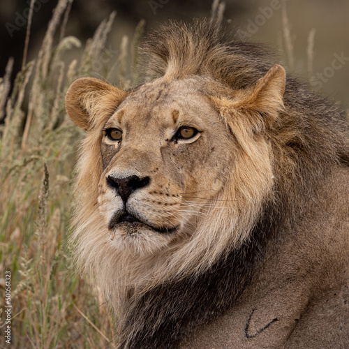 close up of a male lion