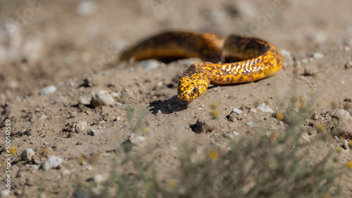 Cape cobra searching for his next meal