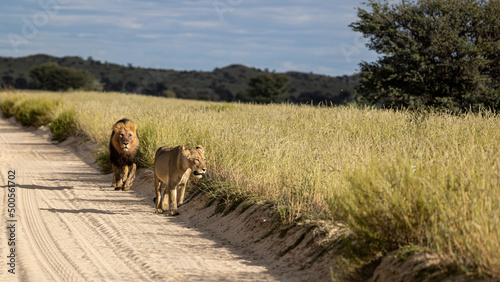 Mating pair of lions on the road