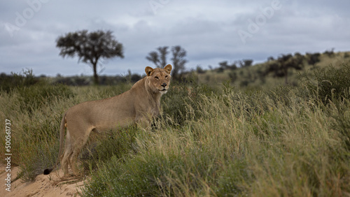 young male lion with a full stomach