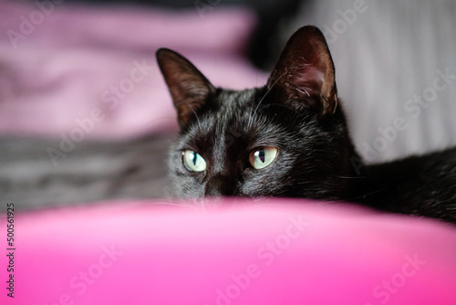 Le chat noir © Franck Chapolard